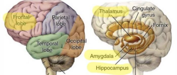 hersengebieden
